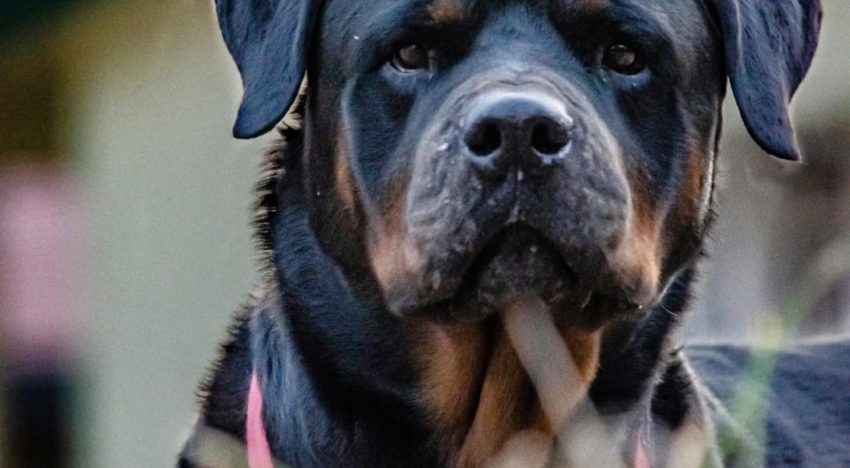 Tragedia en Francia: un nene de 9 años murió tras ser atacado por el perro Rottweiler de su familia