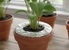 No es por estética: para qué sirve poner papel aluminio en las macetas de las plantas