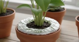 No es por estética: para qué sirve poner papel aluminio en las macetas de las plantas