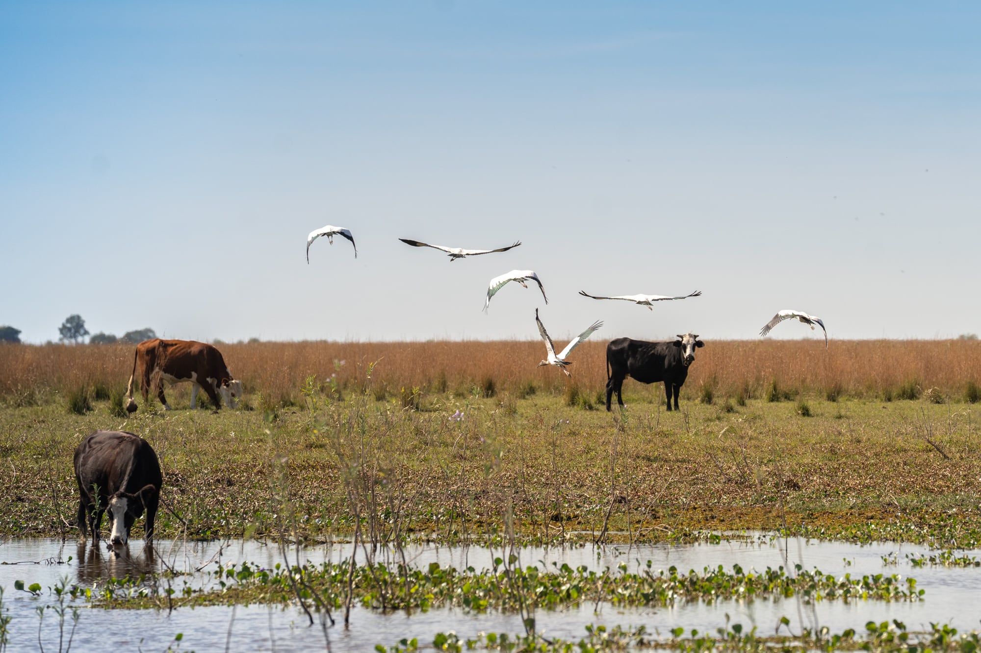 El campo tiene sectores bajos y lagunas