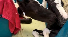 Así son Lucky y Charm, los potros gemelos “extremadamente raros” nacidos en Florida