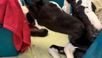Así son Lucky y Charm, los potros gemelos “extremadamente raros” nacidos en Florida