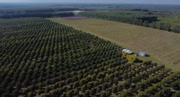 Lo trajo Sarmiento: ya se producen 4000 toneladas del superfruto que tiene como “embajador” a Abel Pintos