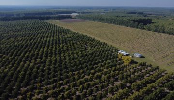 Lo trajo Sarmiento: ya se producen 4000 toneladas del superfruto que tiene como “embajador” a Abel Pintos
