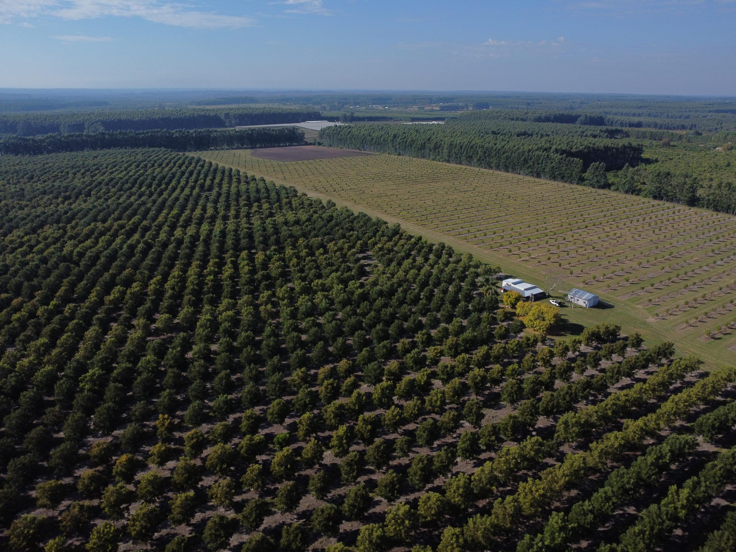 El vivero Santa María está en Entre Ríos, hace citrus y pecán, como actividades principales