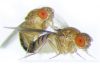 Una modificación genética transfiere a una mosca la costumbre de otra especie de regurgitar antes de copular