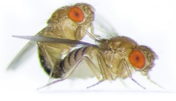 Una modificación genética transfiere a una mosca la costumbre de otra especie de regurgitar antes de copular