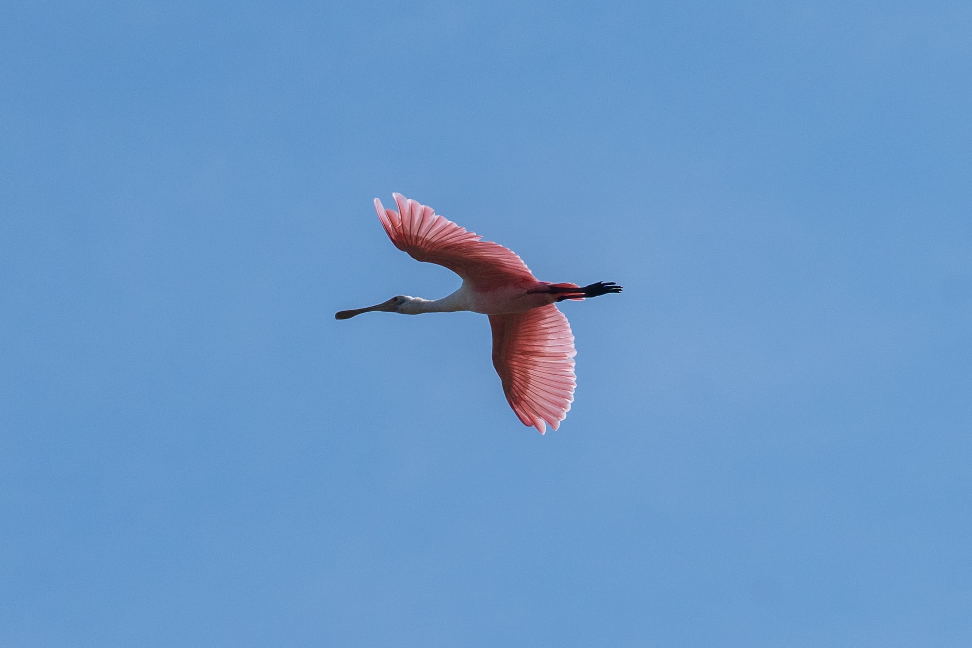 Espátula rosada en los alrededores de una laguna