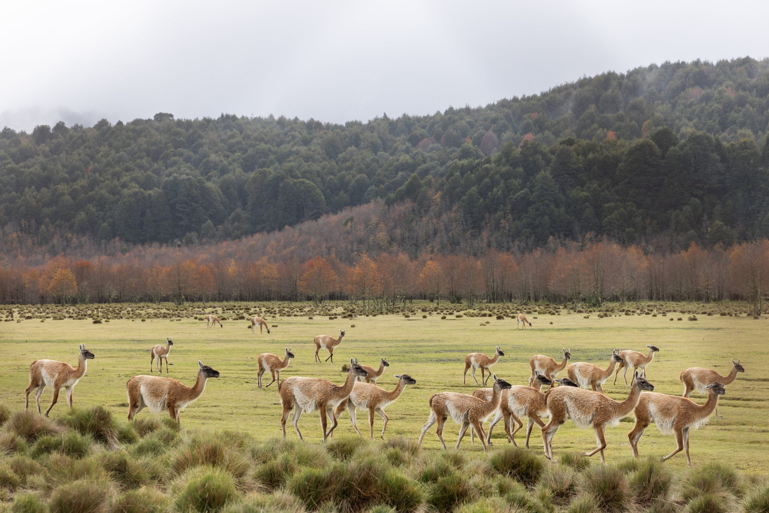 La Fundación Huilo Huilo busca reintroducir el guanaco en el sur de Chile