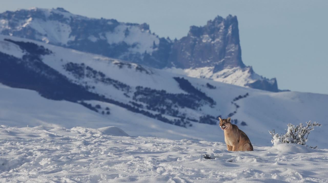 Las huellas de los pumas son fáciles de detectar en la nieve y se camuflan menos con el ambiente.