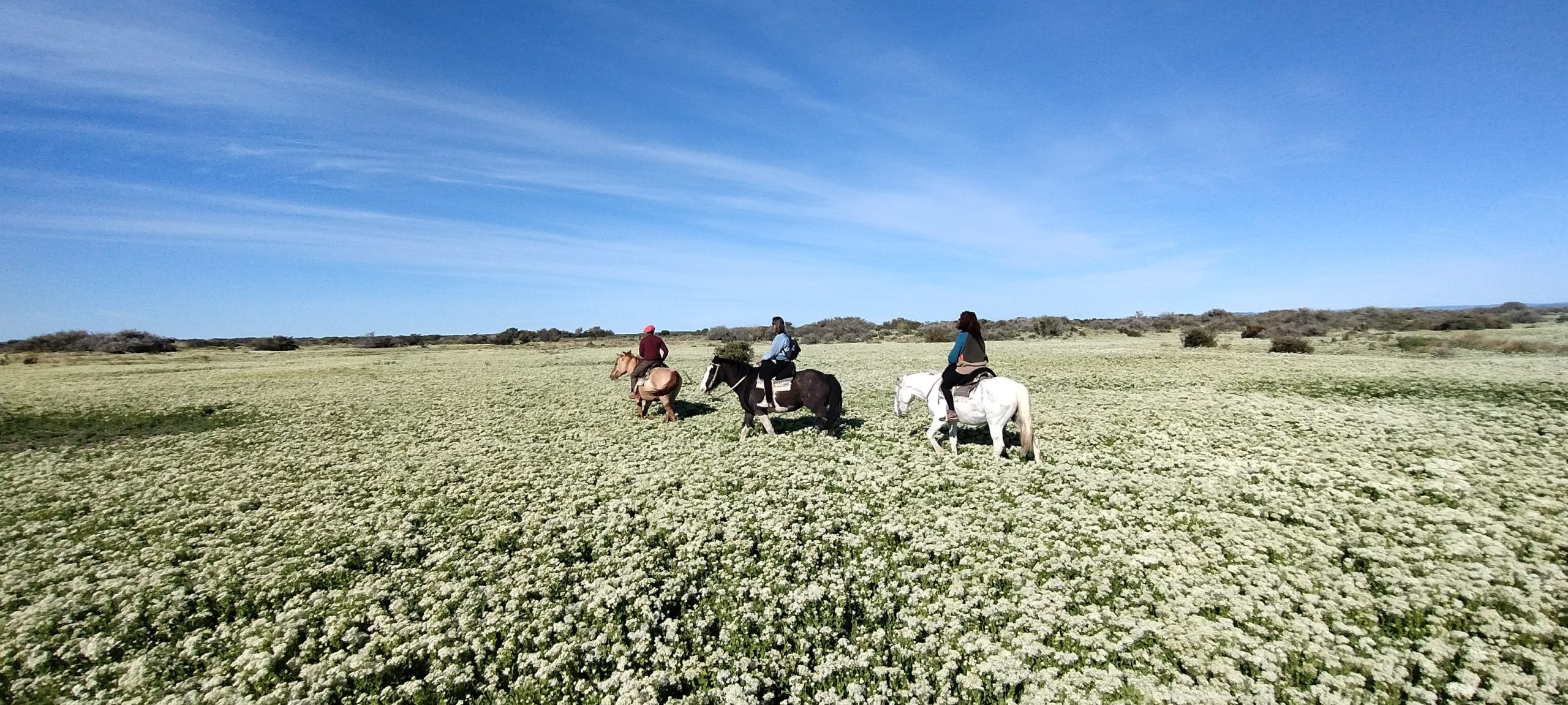 La flor se llama Cardaria draba –o wansi, como se la conoce localmente– y es una especie exótica