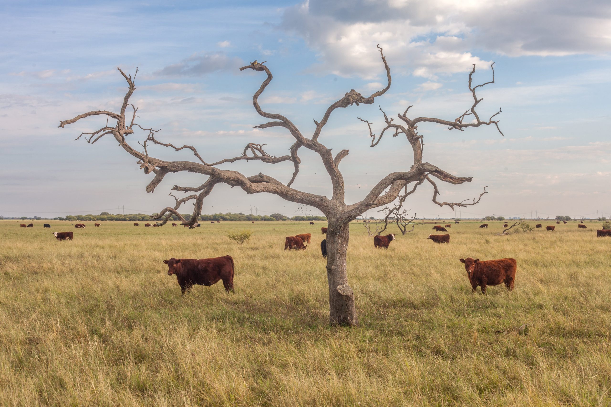 Ganado vacuno en los campos del sur de Entre Ríos.