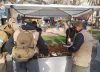 Horror en Mendoza: secuestran artesanías hechas con restos de osos hormigueros y otros animales protegidos