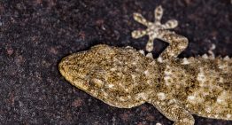 Adiós a las lagartijas: el truco para ahuyentarlas sin gastar de más