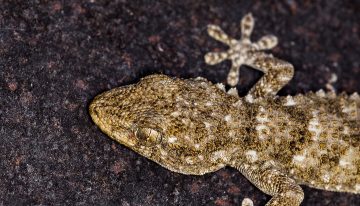 Adiós a las lagartijas: el truco para ahuyentarlas sin gastar de más