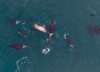 Por primera vez registran ataques de orcas a una ballena franca austral