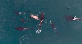 Por primera vez registran ataques de orcas a una ballena franca austral