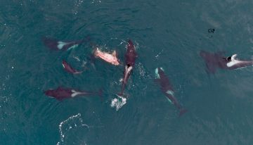 Por primera vez registran ataques de orcas a una ballena franca austral