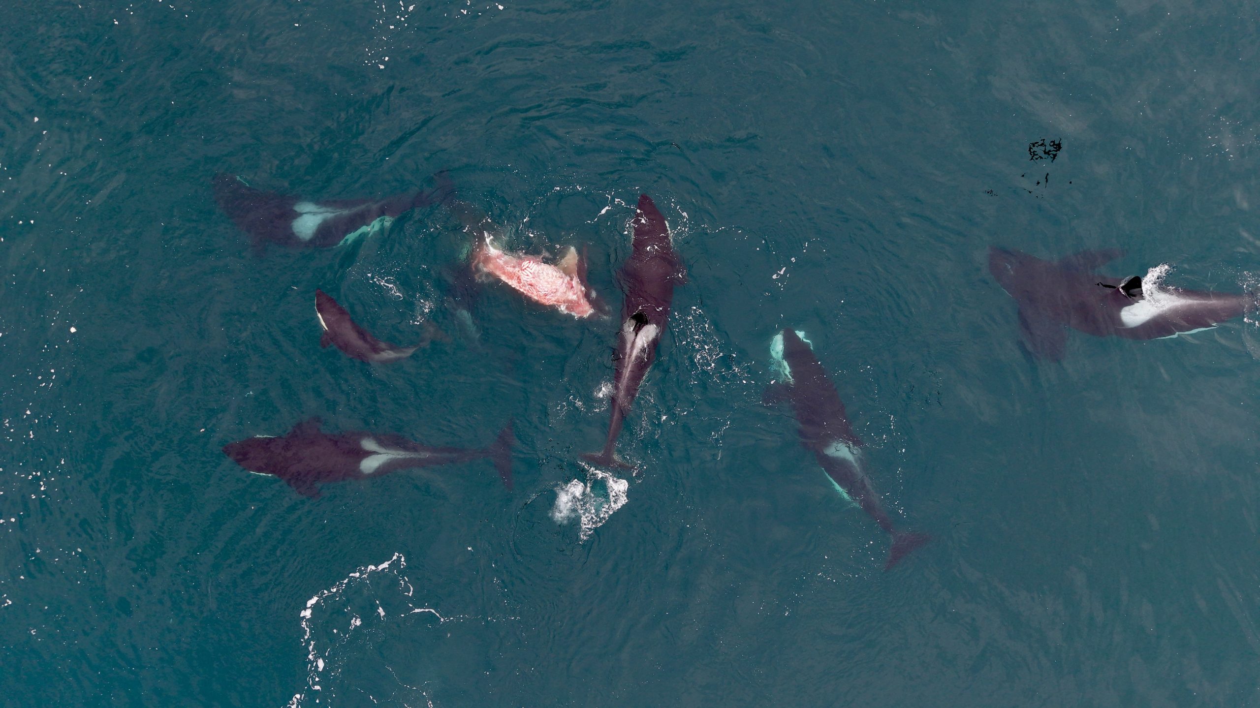 Al principio creyeron que era un ballenato blanco, pero después se dieron cuenta que le estaban arrancando la piel entre dos o tres orcas