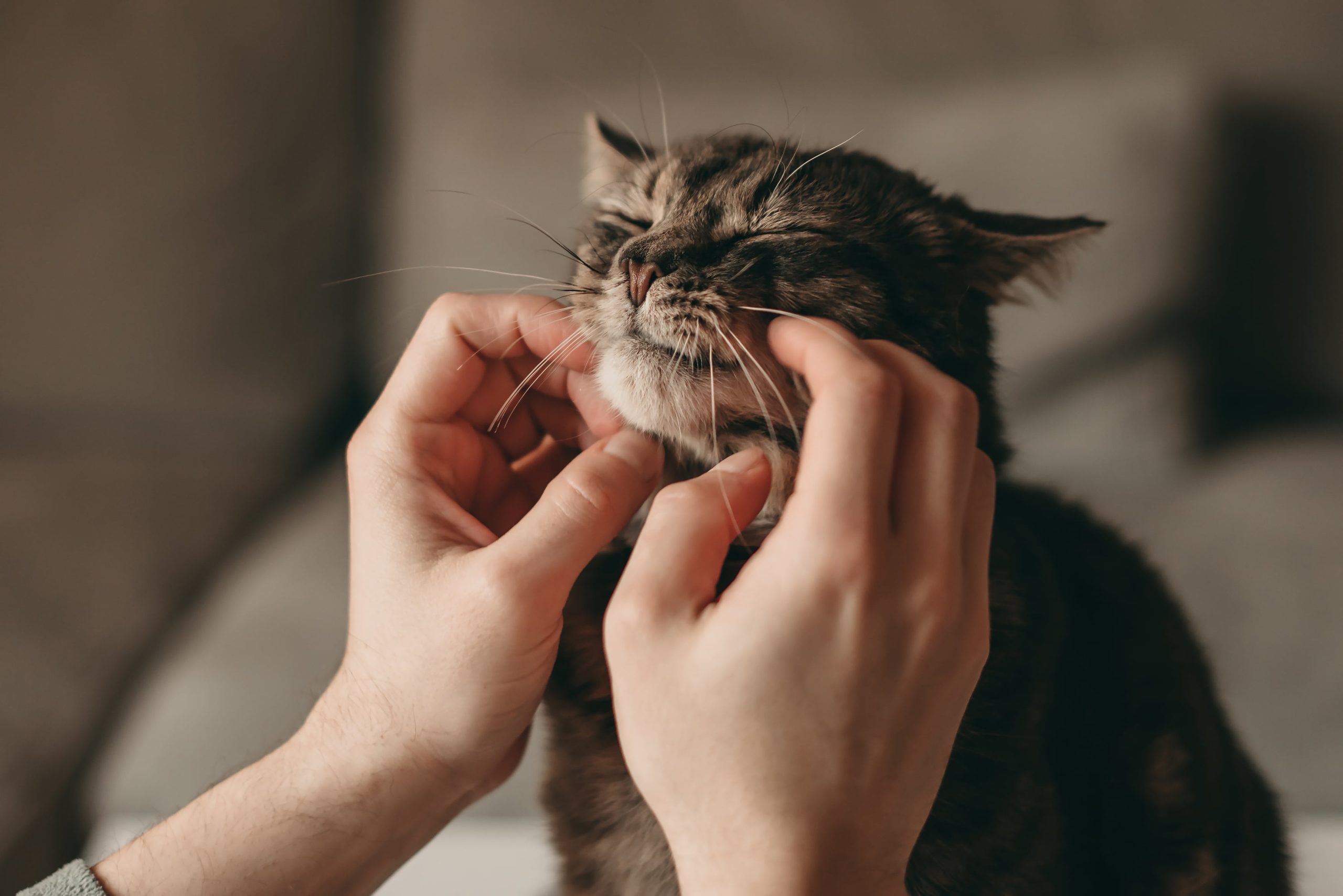 Después de tocar animales, hay que lavarse las manos. (Foto: AdobeStock)