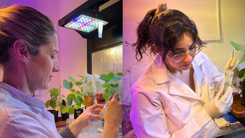 Silvina Brambilla y Laura Serrantes examinan la respuesta de la soja a los biofertilizantes editados