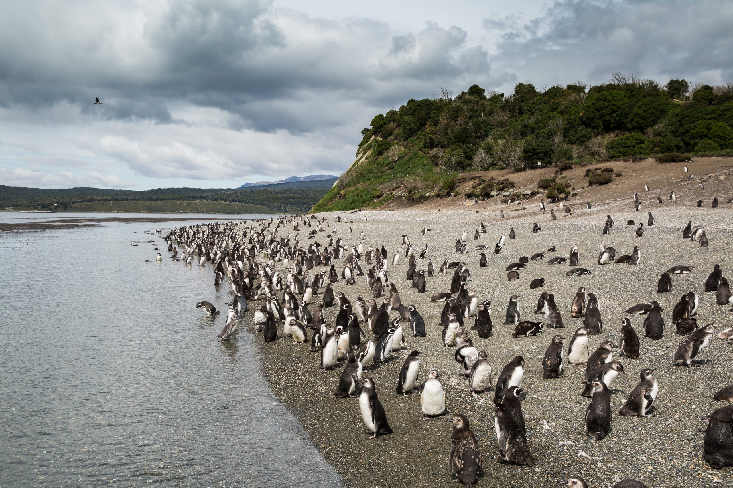 Pinguinos como parte del paisaje en Isla Gable