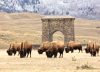 La última manada de bisontes reverdece las praderas americanas