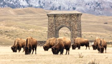 La última manada de bisontes reverdece las praderas americanas