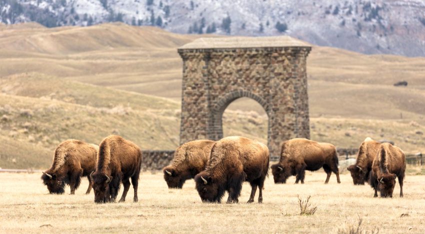 La última manada de bisontes reverdece las praderas americanas
