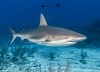 Temporada de tiburones: cuál es el estado con más ataques y cómo nadar seguro en sus playas