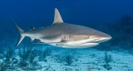 Temporada de tiburones: cuál es el estado con más ataques y cómo nadar seguro en sus playas