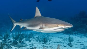 Temporada de tiburones: cuál es el estado con más ataques y cómo nadar seguro en sus playas