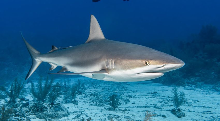 Temporada de tiburones: cuál es el estado con más ataques y cómo nadar seguro en sus playas