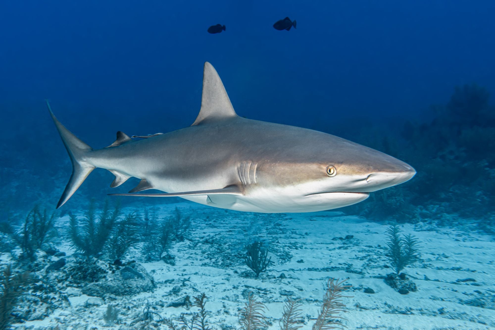 En qué mes es más frecuente el ataque de tiburones en Florida