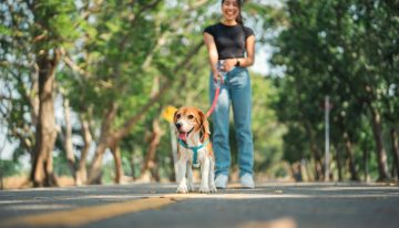 Ni 1 hora ni 30 minutos: cuánto tiempo hay que sacar a pasear a nuestro perro por día