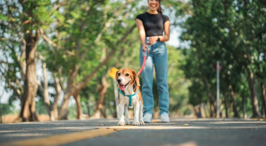 Ni 1 hora ni 30 minutos: cuánto tiempo hay que sacar a pasear a nuestro perro por día