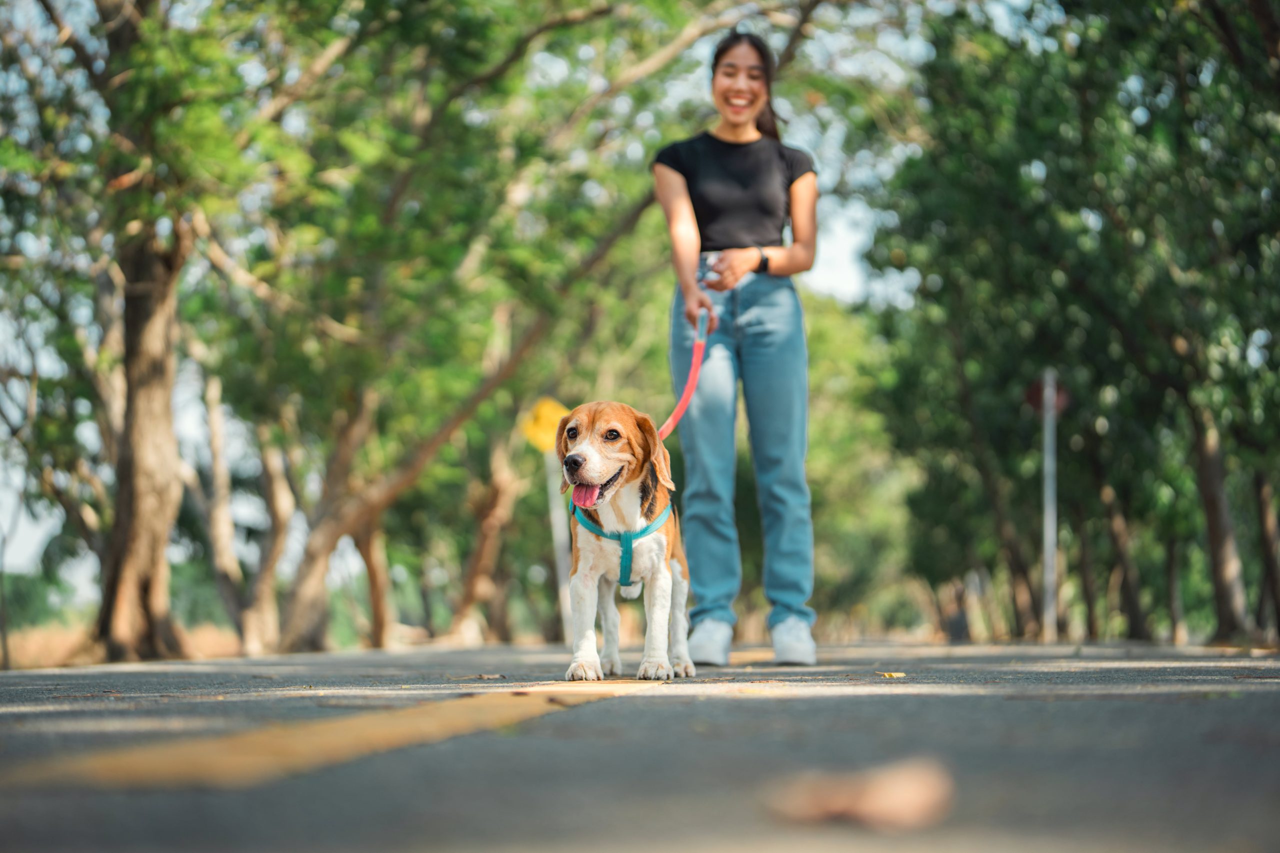 Cuál es el tiempo recomendado de paseo según el perro. (Foto: Adobe Stock)