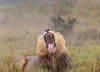 Tres días entre leones y elefantes con base en un lodge de lujo