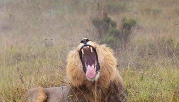 Tres días entre leones y elefantes con base en un lodge de lujo