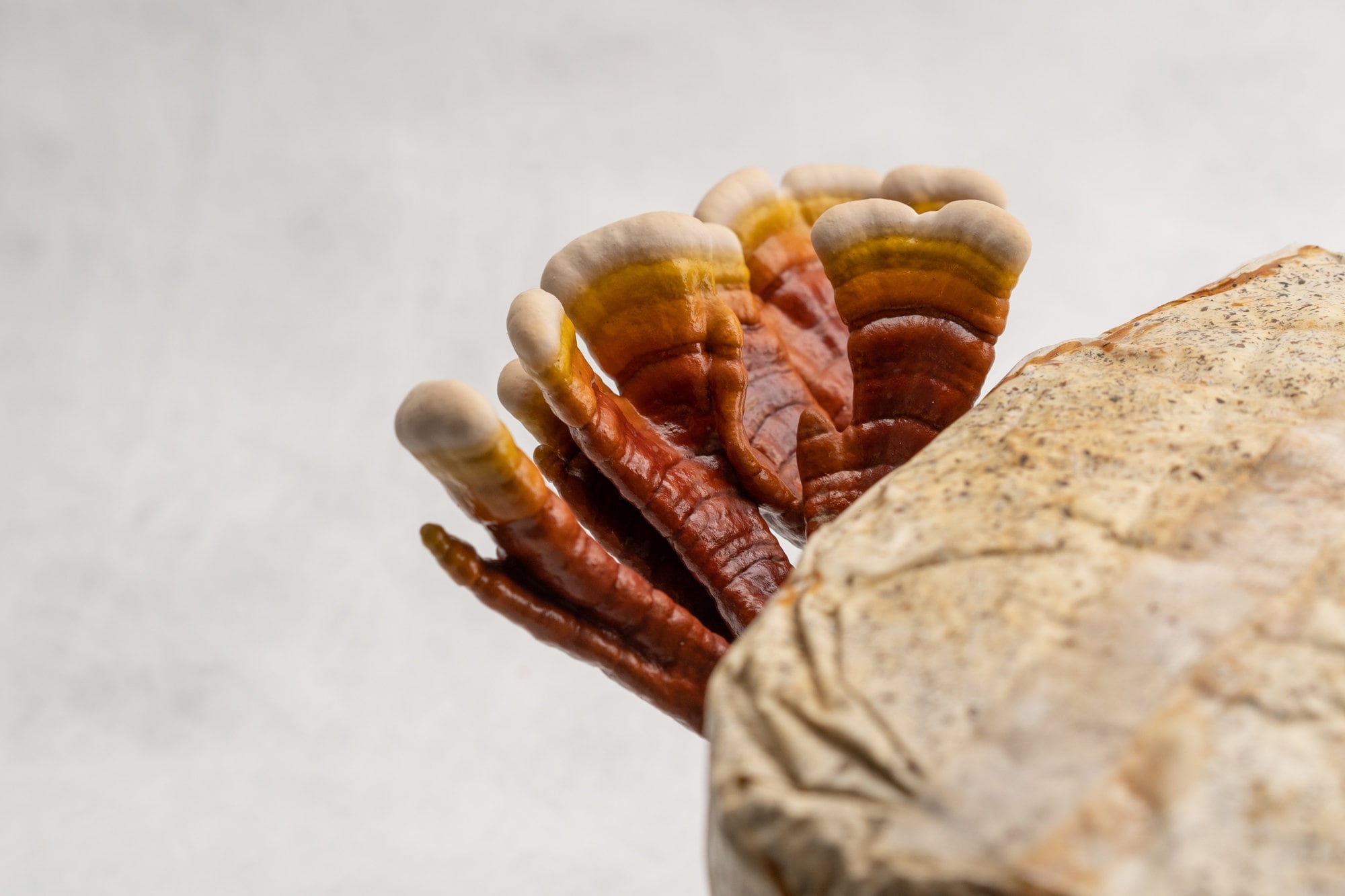 El reishi es considerado un hongo adaptógeno capaz de ayudar al cuerpo a sobrellevar el estrés y reforzar el sistema inmunitario
