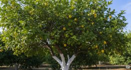 No es estética: por qué se debe pintar de blanco el tronco del limonero y cuál es su función real