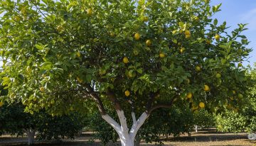 No es estética: por qué se debe pintar de blanco el tronco del limonero y cuál es su función real
