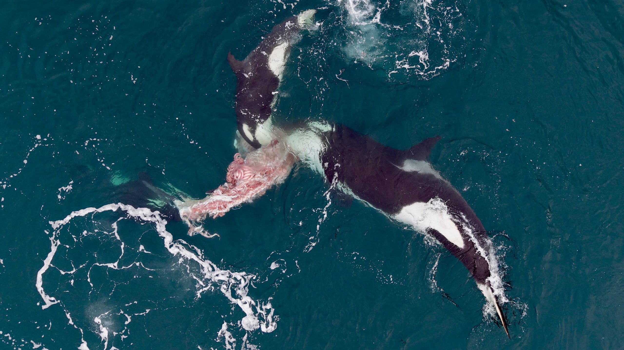 Con el dron divisó tres orcas que se acercaban a las ballenas madres con crías