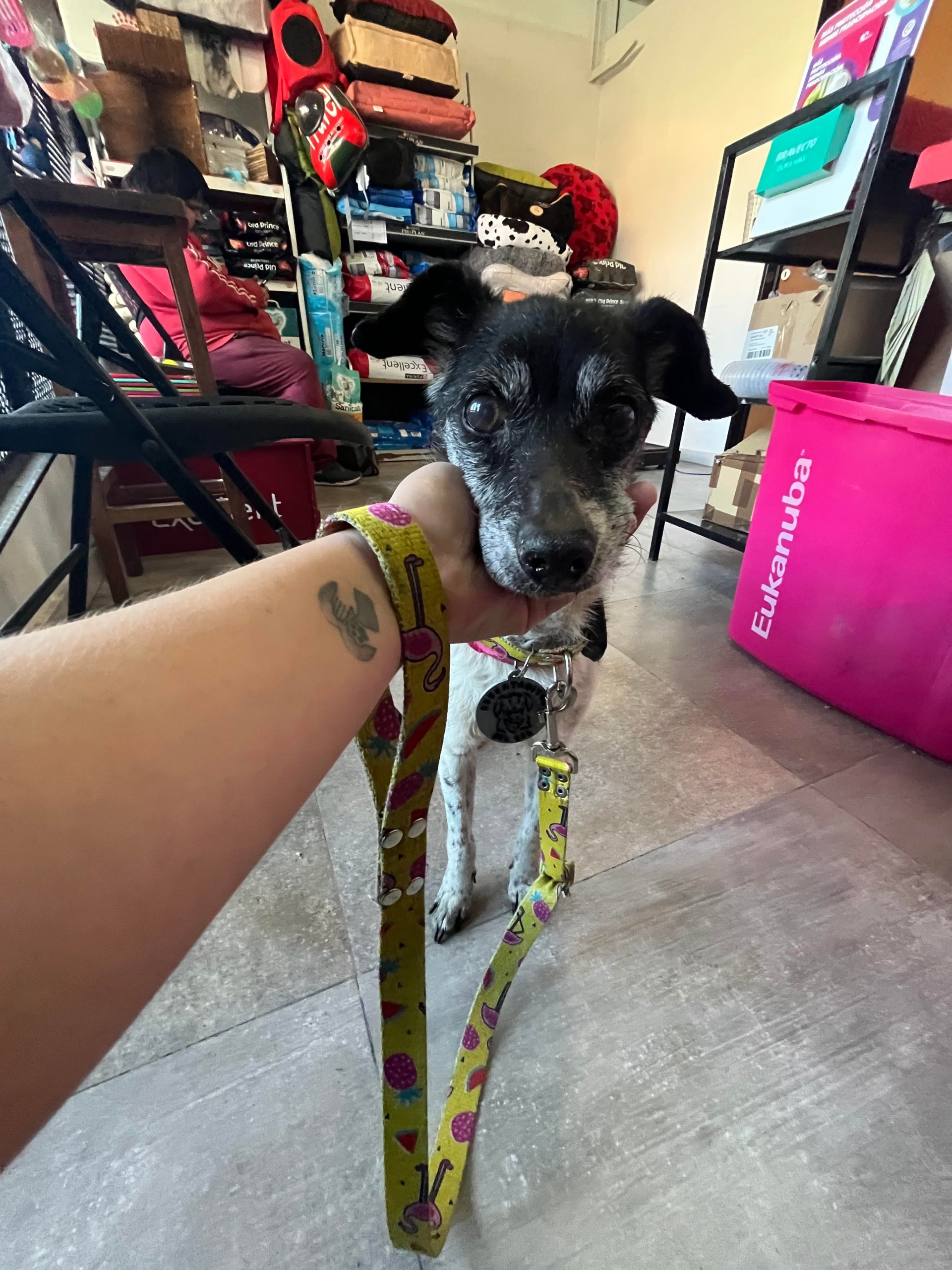 Ciru fue al veterinario para un chequeo completo de salud.