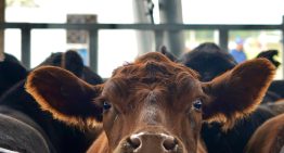 La crisis económica y la oferta de hacienda le pondrían un techo al precio de la carne de cara a fin de año