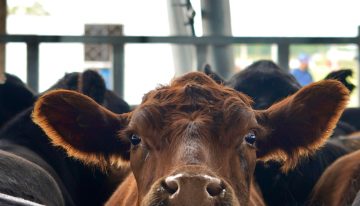 La crisis económica y la oferta de hacienda le pondrían un techo al precio de la carne de cara a fin de año