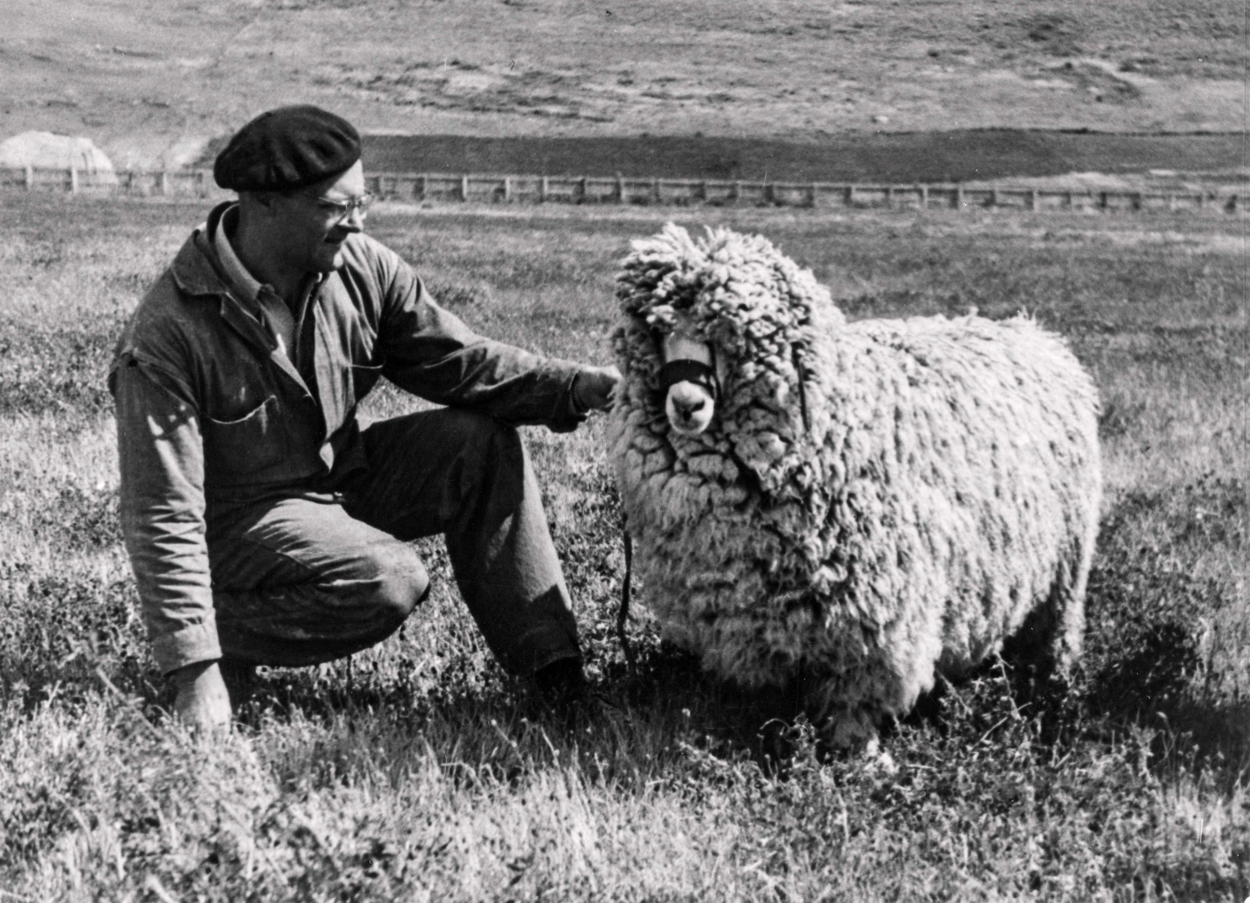 Carnero ganador en la estancia Cerro Buenos Aires, Lago Argentino (1946)
