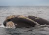 Boom de ballenas en Península Valdés: los mejores avistajes, hoteles y más actividades imperdibles