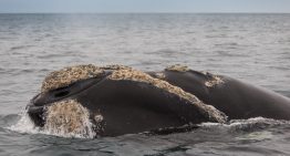 Boom de ballenas en Península Valdés: los mejores avistajes, hoteles y más actividades imperdibles