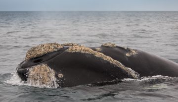 Boom de ballenas en Península Valdés: los mejores avistajes, hoteles y más actividades imperdibles